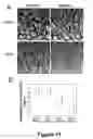 Fig. 12 - Cell-based screen for agents useful for reducing neuronal demyelination or promoting neuronal remyelination