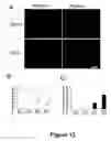 Fig. 13 - Cell-based screen for agents useful for reducing neuronal demyelination or promoting neuronal remyelination