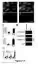 Fig. 14 - Cell-based screen for agents useful for reducing neuronal demyelination or promoting neuronal remyelination