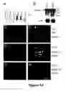 Fig. 15 - Cell-based screen for agents useful for reducing neuronal demyelination or promoting neuronal remyelination