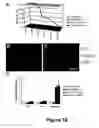 Fig. 16 - Cell-based screen for agents useful for reducing neuronal demyelination or promoting neuronal remyelination