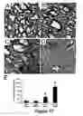 Fig. 18 - Cell-based screen for agents useful for reducing neuronal demyelination or promoting neuronal remyelination