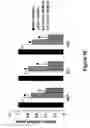 Fig. 19 - Cell-based screen for agents useful for reducing neuronal demyelination or promoting neuronal remyelination