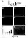 Fig. 20 - Cell-based screen for agents useful for reducing neuronal demyelination or promoting neuronal remyelination
