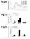 Fig. 22 - Cell-based screen for agents useful for reducing neuronal demyelination or promoting neuronal remyelination
