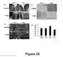 Fig. 24 - Cell-based screen for agents useful for reducing neuronal demyelination or promoting neuronal remyelination