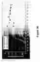 Fig. 27 - Cell-based screen for agents useful for reducing neuronal demyelination or promoting neuronal remyelination