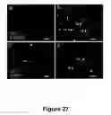 Fig. 28 - Cell-based screen for agents useful for reducing neuronal demyelination or promoting neuronal remyelination
