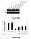 Fig. 30 - Cell-based screen for agents useful for reducing neuronal demyelination or promoting neuronal remyelination