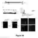 Fig. 31 - Cell-based screen for agents useful for reducing neuronal demyelination or promoting neuronal remyelination