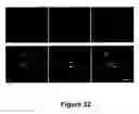 Fig. 33 - Cell-based screen for agents useful for reducing neuronal demyelination or promoting neuronal remyelination