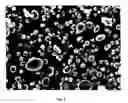 Fig. 04 - Aluminum starch octenylsuccinate derivative of small-granule wheat starch and cosmetic formulations made therefrom