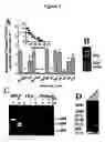 Fig. 06 - Compositions and methods of treating and diagnosing hepatoma