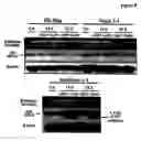 Fig. 09 - Compositions and methods of treating and diagnosing hepatoma