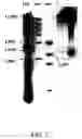 Fig. 03 - Trimeric OX40-immunoglobulin fusion protein and methods of use