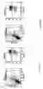 Fig. 11 - INDUCTION OF APOPTOSIS OF MALIGNANT CELLS BY ACTIVATION OF CALCIUM-ACTIVATED POTASSIUM CHANNELS