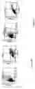 Fig. 17 - INDUCTION OF APOPTOSIS OF MALIGNANT CELLS BY ACTIVATION OF CALCIUM-ACTIVATED POTASSIUM CHANNELS