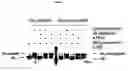 Fig. 02 - Substrate for Rpn11 enzymatic activity