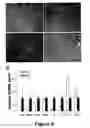 Fig. 10 - Methods for treating demyelination disorders