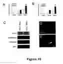 Fig. 11 - Methods for treating demyelination disorders