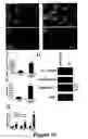 Fig. 14 - Methods for treating demyelination disorders