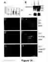 Fig. 15 - Methods for treating demyelination disorders