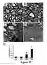 Fig. 18 - Methods for treating demyelination disorders