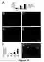 Fig. 20 - Methods for treating demyelination disorders