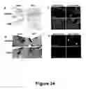 Fig. 25 - Methods for treating demyelination disorders