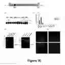 Fig. 31 - Methods for treating demyelination disorders