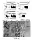 Fig. 05 - Prion inhibition
