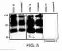 Fig. 07 - Prion inhibition