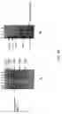 Fig. 12 - Therapeutic agents comprising pro-apoptotic proteins