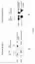 Fig. 14 - Therapeutic agents comprising pro-apoptotic proteins