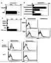 Fig. 01 - Modulation of NKG2D for treating or preventing solid organ allograft rejection