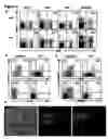 Fig. 03 - Modulation of NKG2D for treating or preventing solid organ allograft rejection