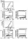 Fig. 04 - Modulation of NKG2D for treating or preventing solid organ allograft rejection