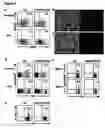 Fig. 05 - Modulation of NKG2D for treating or preventing solid organ allograft rejection