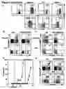 Fig. 06 - Modulation of NKG2D for treating or preventing solid organ allograft rejection