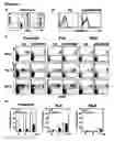 Fig. 07 - Modulation of NKG2D for treating or preventing solid organ allograft rejection