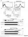 Fig. 16 - Modulation of NKG2D for treating or preventing solid organ allograft rejection