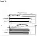 Fig. 17 - Modulation of NKG2D for treating or preventing solid organ allograft rejection
