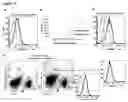 Fig. 19 - Modulation of NKG2D for treating or preventing solid organ allograft rejection