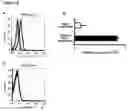 Fig. 20 - Modulation of NKG2D for treating or preventing solid organ allograft rejection