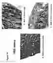 Fig. 25 - Modulation of NKG2D for treating or preventing solid organ allograft rejection