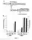 Fig. 02 - Flavivirus vaccine delivery system