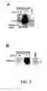 Fig. 04 - Flavivirus vaccine delivery system