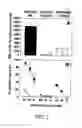 Fig. 06 - Flavivirus vaccine delivery system