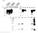 Fig. 04 - Live and subunit vaccines