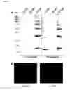 Fig. 06 - Live and subunit vaccines